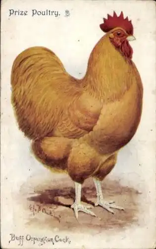 Künstler PC Buff Orpington Cock, Prize Poultry
