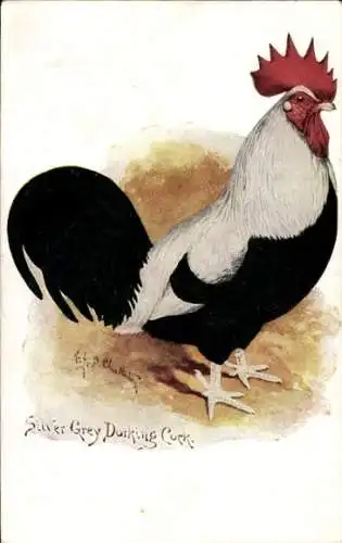 Künstler PC Silver Grey Darking Cock