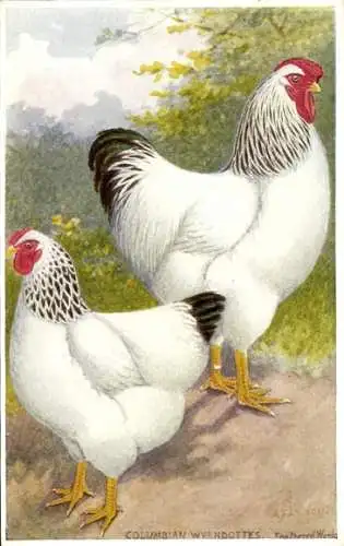 Künstler PC Columbian Wyandottes