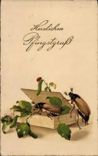 Ak Glückwunsch Pfingsten, Maikäfer, Holzschachtel, Marienkäfer
