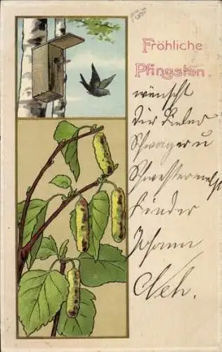 Ak Glückwunsch Pfingsten, Laubblätter, Vogelhäuschen, Birken