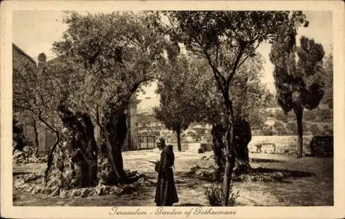 Ak Jerusalem Israel, Olivenbäume, Mann in schwarzem Gewand, Garten von Gethsemane