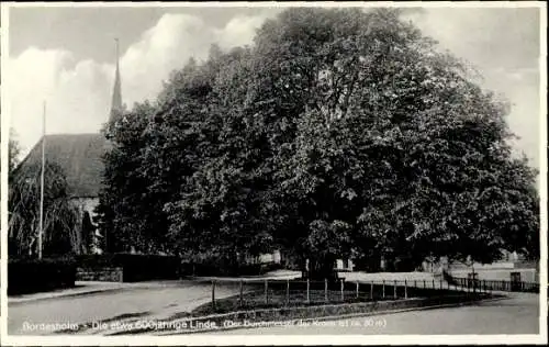 Ak Bordesholm in Holstein, 600-jährige Linde
