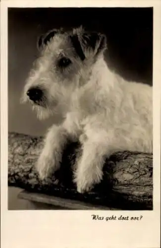 Ak Terrier, Hund, Tierporträt