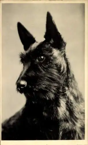 Ak Terrier, Hund, Tierporträt