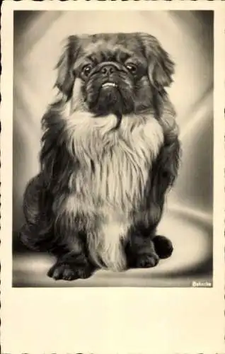 Ak Portrait eines Pekinesen, Hund