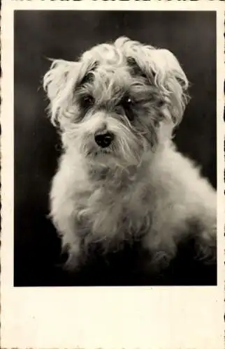Foto Ak Portrait eines Hundes, Tier-Portrait