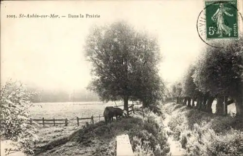 Ak Saint Aubin sur Mer Seine Maritime, Dans la Prairie
