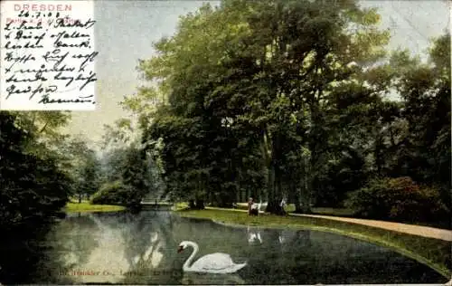 Ak Dresden Altstadt Friedrichstadt,  Parkansicht, Schwan im Teich, Spaziergänger, Bäume