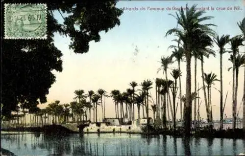 CPA Gizeh, Égypte, pendant la crue, Palms