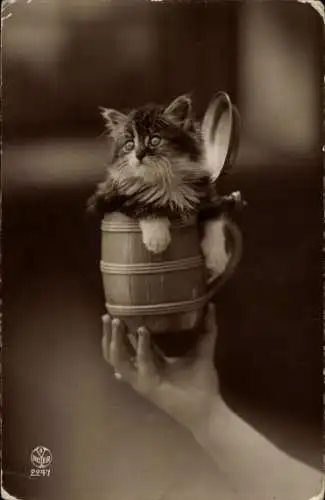 Ak Kitten im Bierkrug, Noyer 2247