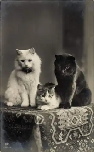 Ak drei Katzen auf dem Tisch