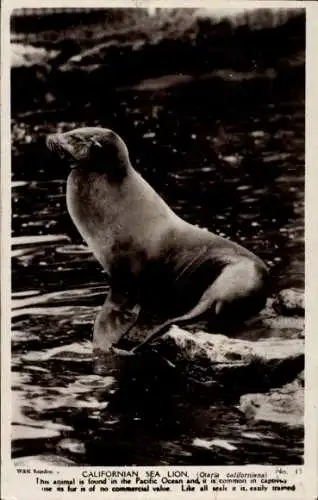 Ak Kalifornischer Seelöwe im Zoo