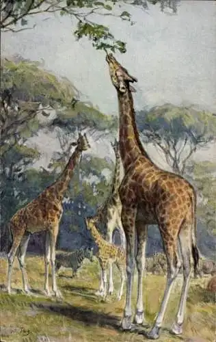 Künstler Ak Giraffen, Giraffa camelopardalis Gmel, Zoo