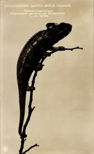Ak Zoologischer Garten Berlin, Aquarium, Panther Chamäleon aus Madagaskar