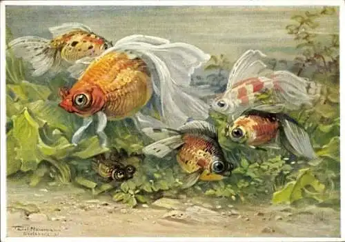 Künstler Ak Schleierfische, Zuchtrasse der Goldfische