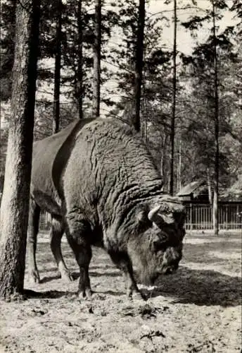 Ak Eberswalde in der Mark, Wisentbulle Till im Tierpark Eberswalde