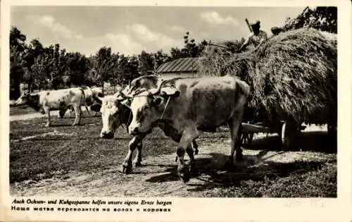 Ak Landwirtschaft, Ernte, Ochsengespann