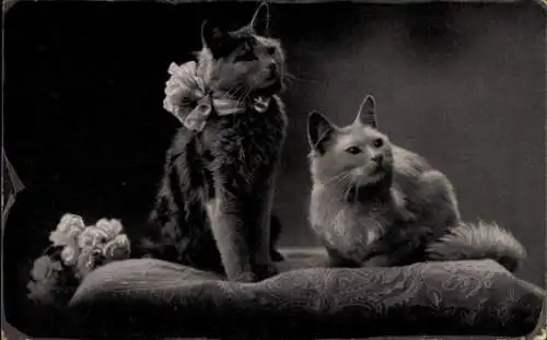 Ak Zwei Katzen schauen nach oben, Blumen, Schleife
