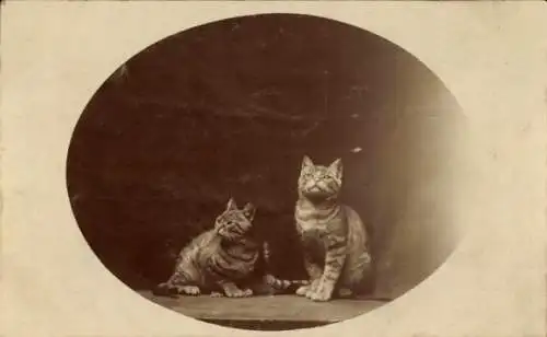 Foto Ak Zwei Katzen schauen nach oben