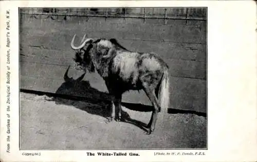 PC White-Tailed Gnu