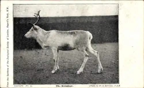 Ak Junger Hirsch, Waldtier