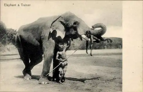 Ak Ceylon Sri Lanka, Elefant mit Mahut, Mann liegt auf einem Stoßzahn