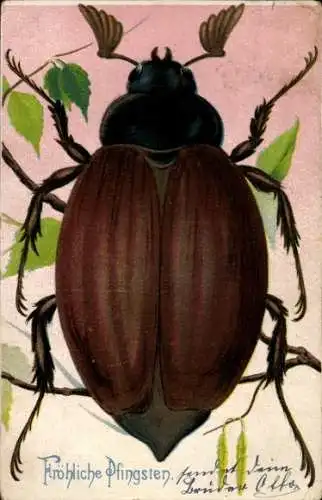 Ak Glückwunsch Pfingsten, Maikäfer