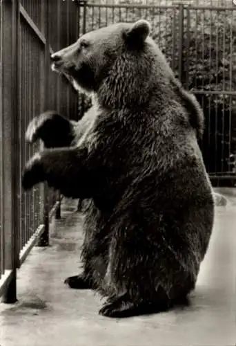 Ak Eberswalde in der Mark, Braunbär im Tierpark Eberswalde