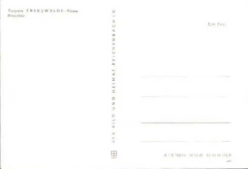 Ak Eberswalde in der Mark, Braunbär im Tierpark Eberswalde