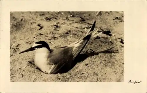 Ak Zwergseeschwalbe, brütend, Vogel