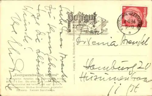 Ak Zwergseeschwalbe, brütend, Vogel