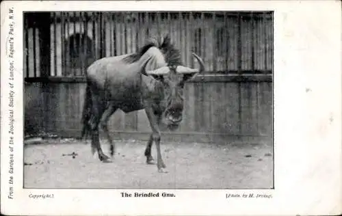 PC Brindled Gnu