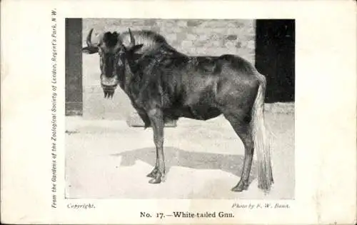 PC White-tailed Gnu