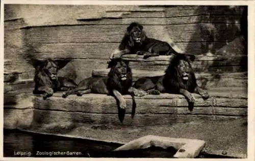 Ak Zoologischer Garten in Leipzig, Löwen