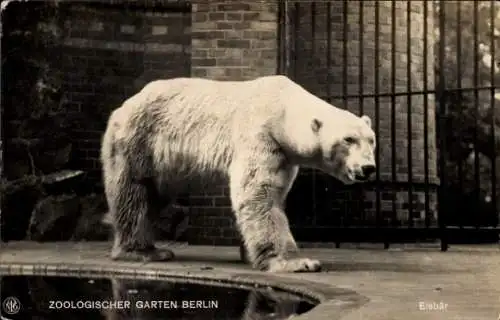 Ak Berlin Tiergarten, Zoologischer Garten, Eisbär, historische Postkarte, Berlin