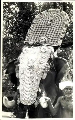 Ak Agra Indien, Dekorierter Elefant, Person mit Turban, Pflanzen im Hintergrund