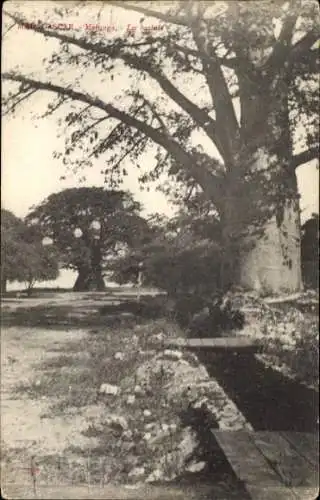 Ak Madagaskar Madagascar, Idylle, Bäume