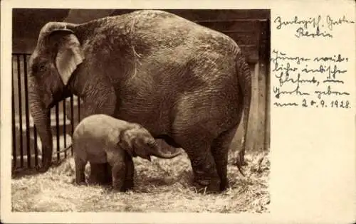 Ak Junger weiblicher indischer Elefant im Garten geboren, 1928