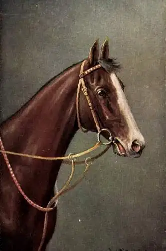 Ak Braunes Pferd, Zaumzeug