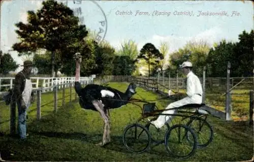 Ak Jacksonville Florida USA, Ostrich Farm, Straußenkutsche, Racing Ostrich