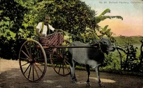 Ak Ceylon Sri Lanka, Rinderfuhrwerk