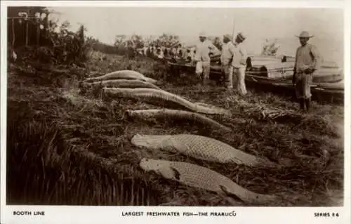 Ak Größter Süßwasserfisch, Arapaima