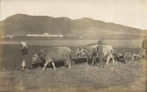 Foto Ak Vranja Vranje Serbien, Einheimische Bauern, Rinderpflug