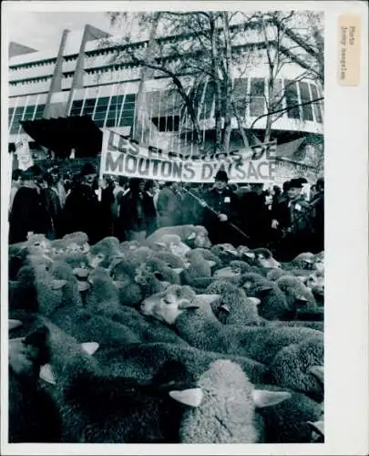 Foto Die Schafzüchter des Elsass, Demonstration vor dem Europäischen Parlament Straßburg 10.12.1985