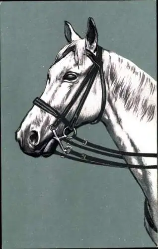 Ak Pferd, Portrait, Seitenansicht