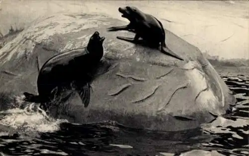 Ak Paris, Parc Zoologique du Bois de Vincennes, Otaries de Californie, Robben