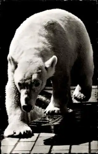 Ak Zoologischer Garten Berlin, Ausgewachsener Eisbär