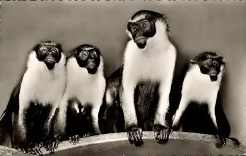 Ak Zoologischer Garten Berlin, Diana Meerkatzen