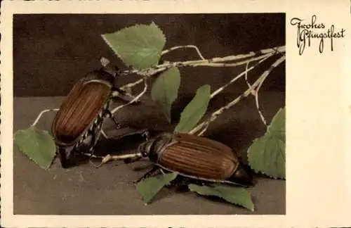 Ak Glückwunsch, Pfingsten, Maikäfer